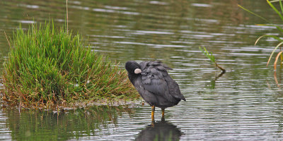 Fulica atra - Eurasean Coot