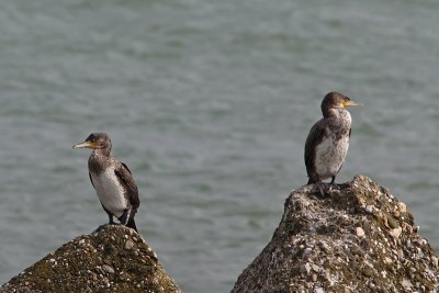 Phalacrocorax carbo - Great Cormorant