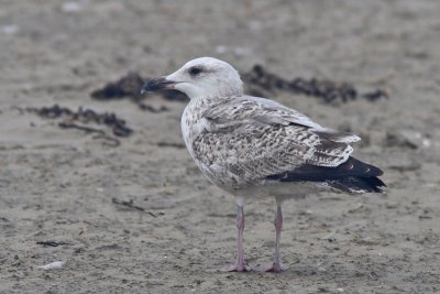 Larus argentatus - Herring Gull