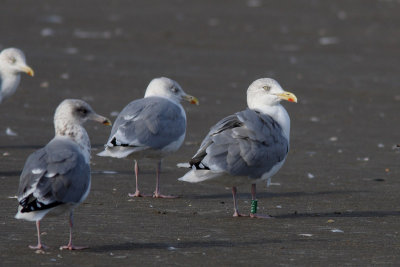 Zilvermeeuw, adult