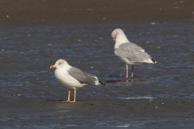 Putative hybrid Yellow-legged X Herring Gull ??