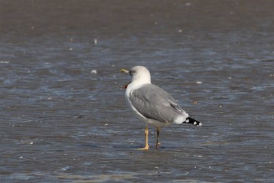 Putative hybrid Yellow-legged X Herring Gull ??