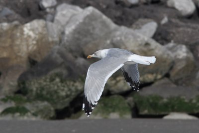 Putative hybrid Yellow-legged X Herring Gull ??