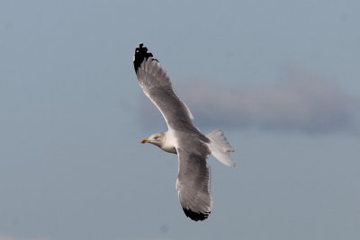 Putative hybrid Yellow-legged X Herring Gull ??