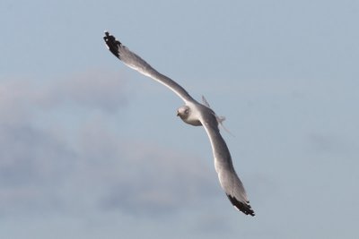 Putative hybrid Yellow-legged X Herring Gull ??
