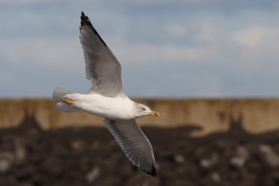 Putative hybrid Yellow-legged X Herring Gull ??