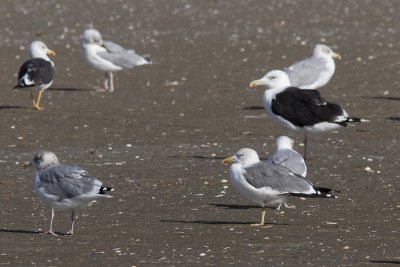 Putative hybrid Lesser Black-backed X Herring Gull