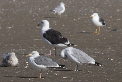 Putative hybrid Lesser Black-backed X Herring Gull