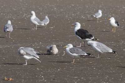Putative hybrid Lesser Black-backed X Herring Gull