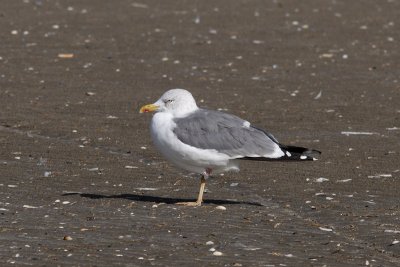 Putative hybrid Lesser Black-backed X Herring Gull
