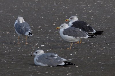Two putative hybrids Lesser Black-backed X Herring Gull