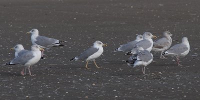 Putative hybrid Lesser Black-backed X Herring Gull