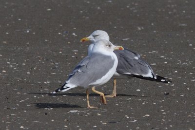 Two putative Hybrids of  Lesser Black-backed and Herring Gulls