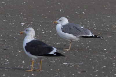 Putative hybrid Lesser Black-backed X Herring Gull