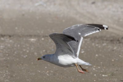 Putative hybrid Lesser Black-backed X Herring Gull