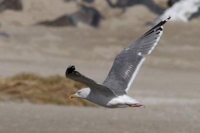 Putative hybrid Lesser Black-backed X Herring Gull