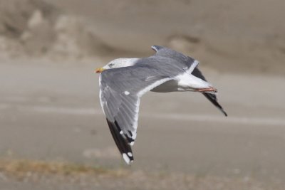 Putative hybrid Lesser Black-backed X Herring Gull