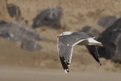 Putative hybrid Lesser Black-backed X Herring Gull