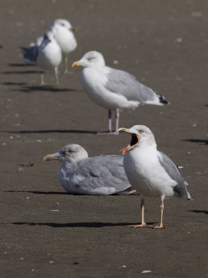 Putative hybrid Lesser Black-backed X Herring Gull