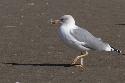 Putative hybrid Lesser Black-backed X Herring Gull