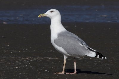 Larus cachinnans - Caspian Gull, adult,
with tibia ring!