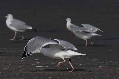Larus cachinnans - Caspian Gull, adult