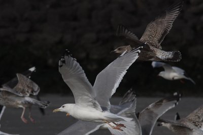 Larus cachinnans - Caspian Gull, adult