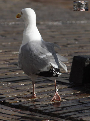 Zilvermeeuw