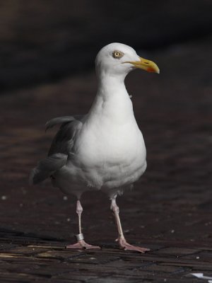 Zilvermeeuw