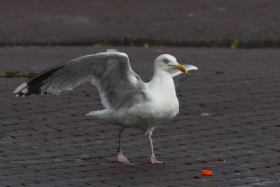 Zilvermeeuw