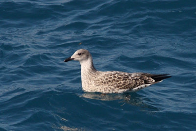 Larus michahellis - Yellow-legged Gull