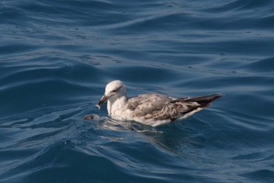 Larus michahellis - Yellow-legged Gull
