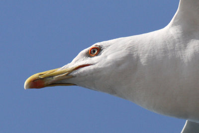 Larus michahellis - Yellow-legged Gull