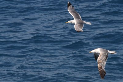 Larus michahellis - Yellow-legged Gull