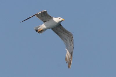 Larus michahellis - Yellow-legged Gull