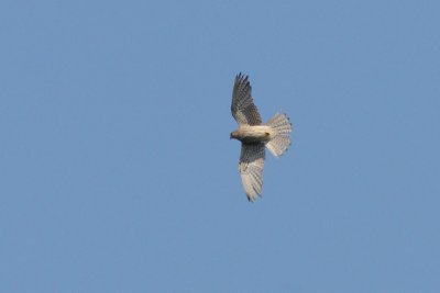Falco tinnunculus - Common Kestrel