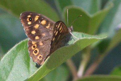 Pararge aegeria aegeria - Speckled Wood
