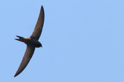 Apuis apus - Common swift