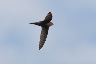 Apuis apus - Common swift