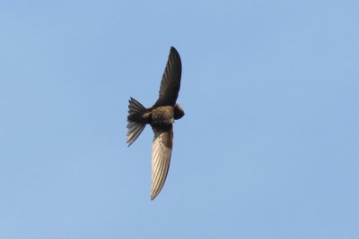 Apuis apus - Common swift