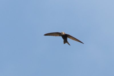 Apuis apus - Common swift