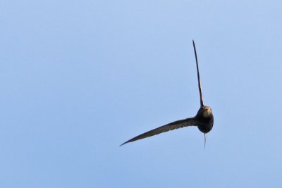 Apuis apus - Common swift