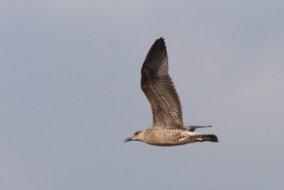 Larus michahellis - Yellow-legged Gull