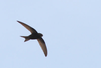 Apuis apus - Common swift