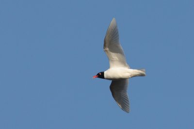 3228 Zwartkopmeeuw