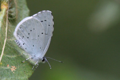 Celastrina argiolus - Holly Blue