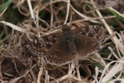 Erynnis tages - Dingy skipper