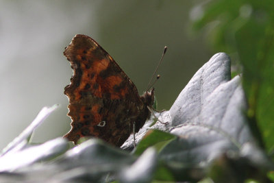 Gehakkelde Aurelia