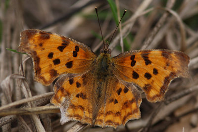 Polygonia c-album - Comma