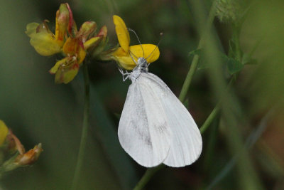 Leptidea sinapis - Wood White